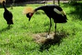 Crowned Crane Royalty Free Stock Photo