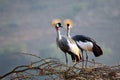 Crowned Crane Couple