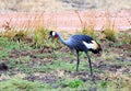 Crowned Crane foraging for food in South Luangwa, Zambia