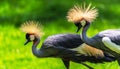 Crowned crane with long, fluffy plumage standing side by side on a grassy knoll Royalty Free Stock Photo