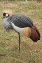 Crowned Crane