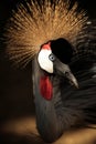 Crowned crane Royalty Free Stock Photo