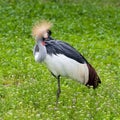 Crowned crane standing on one leg and cleaning its feathers. Shot made in reservation Askania Nova, Ukraine