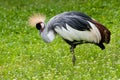 Crowned crane standing on one leg and cleaning its feathers. Shot made in reservation Askania Nova, Ukraine