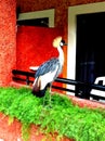 Crowned crane.