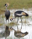 Crowned cranes