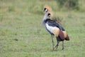 Crowned-Cranes courtship Royalty Free Stock Photo