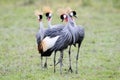 Crowned-Cranes courtship Royalty Free Stock Photo