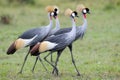 Crowned-Cranes courtship