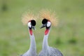 Crowned-Cranes courtship Royalty Free Stock Photo