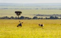 Crowned-Cranes group in Masai Mara