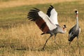 Crowned cranes in mating display in Tanzania