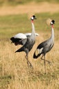 Crowned cranes in mating display in the Maasai Mara reserve in Tanzania