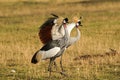 Crowned cranes in mating display in Tanzania