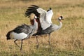Crowned cranes in mating display in Tanzania