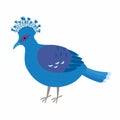 Crowned dove. A blue pigeon with a fan on its head