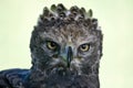 Crowned eagle Royalty Free Stock Photo