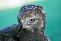 Crowned eagle Royalty Free Stock Photo