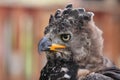 Crowned Eagle Royalty Free Stock Photo