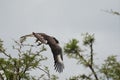 Crowned eagle African crowned eagle hawk Stephanoaetus coronatus Lake Nakuru Kenya Royalty Free Stock Photo