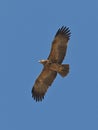 Crowned Eagle in flight Royalty Free Stock Photo