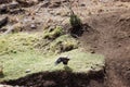 Crowned eagle flying in Lewa Conservancy, Kenya over green ground with sunlight Royalty Free Stock Photo