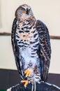 Crowned eagle is a large bird of prey Royalty Free Stock Photo