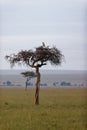 Crowned eagle perching on top of tree Royalty Free Stock Photo