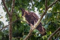 Crowned Eagle portrait