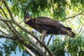 Crowned Eagle portrait