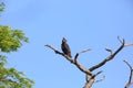 Crowned eagle Royalty Free Stock Photo