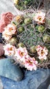 Crowned with flowers, blooming cactus its flowers are born in the form of a crown, beautiful pink flowers