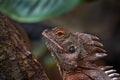 Crowned forest dragon, Lophosaurus dilophus, or Indonesian forest dragon, is a large arboreal agamid lizard found in New Guinea Royalty Free Stock Photo