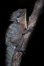 Crowned forest dragon, Lophosaurus dilophus, or Indonesian forest dragon, is a large arboreal agamid lizard found in New Guinea Royalty Free Stock Photo