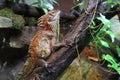 Crowned forest lizard Royalty Free Stock Photo