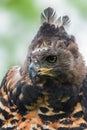 Crowned Hawk-eagle - Stephanoaetus coronatus Royalty Free Stock Photo