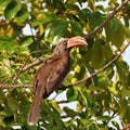 Crowned hornbill