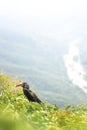 Crowned Hornbill Oribi Gorge Nature Reserve