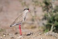 Crowned Lapwing