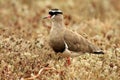 Crowned lapwing / Crowned plover Royalty Free Stock Photo
