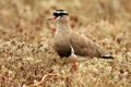 Crowned lapwing / Crowned plover