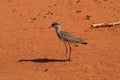 Crowned Lapwing in Palmwag, Namibia