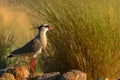 Crowned Lapwing(Plover) Royalty Free Stock Photo