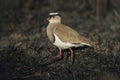 Crowned Lapwing plover Royalty Free Stock Photo
