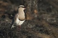 Crowned Lapwing plover Royalty Free Stock Photo