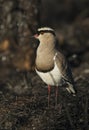 Crowned Lapwing plover Royalty Free Stock Photo