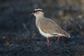 Crowned Lapwing plover Royalty Free Stock Photo