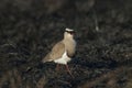 Crowned Lapwing plover Royalty Free Stock Photo