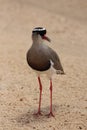 Crowned lapwing or plover