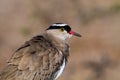 Crowned lapwing Portrait